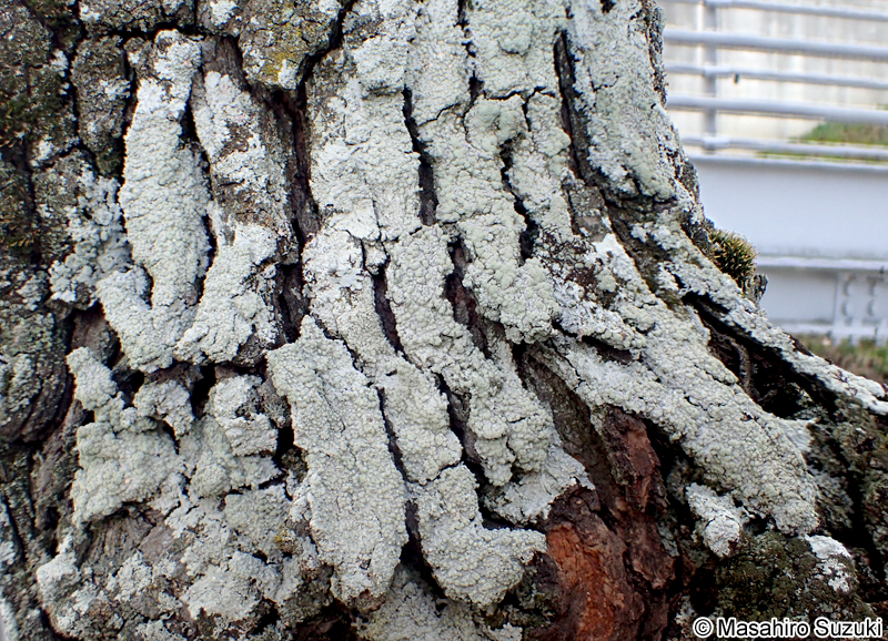 コフキメダルチイ Dirinaria applanata