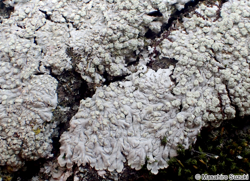 コフキメダルチイ Dirinaria applanata