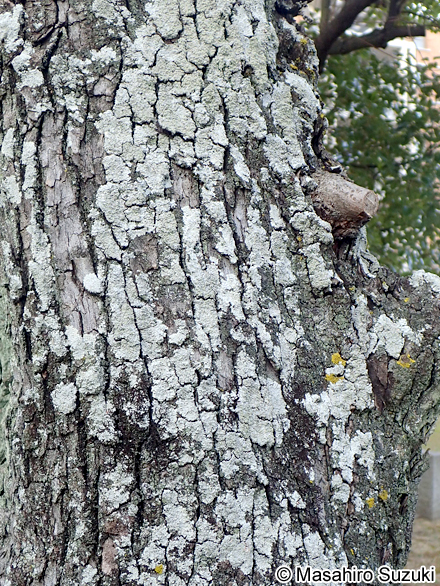コフキメダルチイ Dirinaria applanata