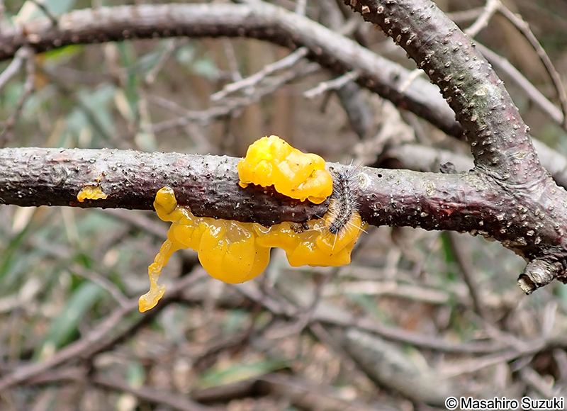コガネニカワタケ Tremella mesenterica