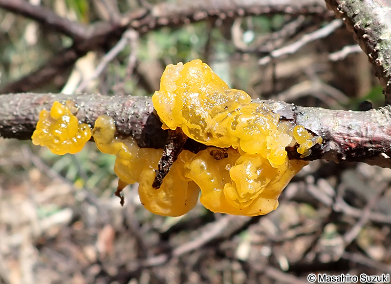 コガネニカワタケ Tremella mesenterica