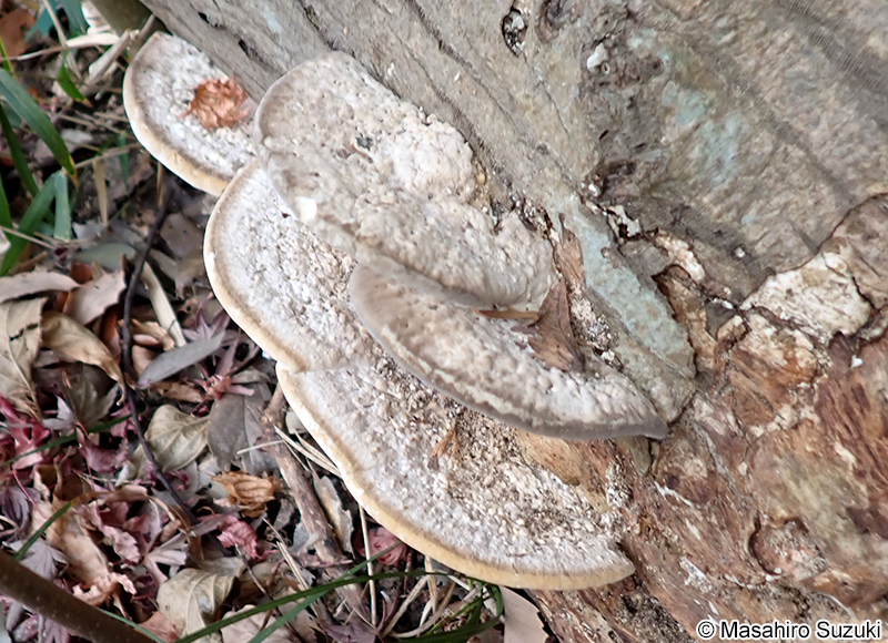 クジラタケ Polystictus orientalis (?)