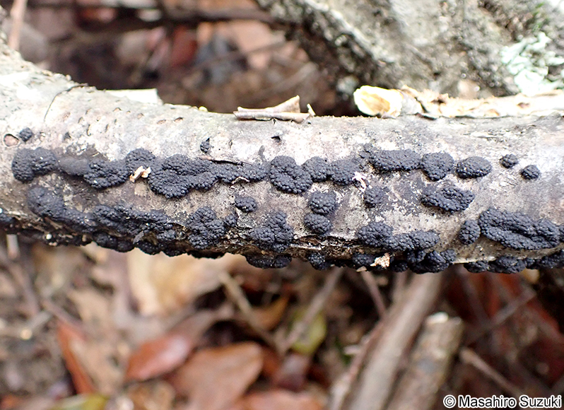 クロコブタケ Annulohypoxylon truncatum