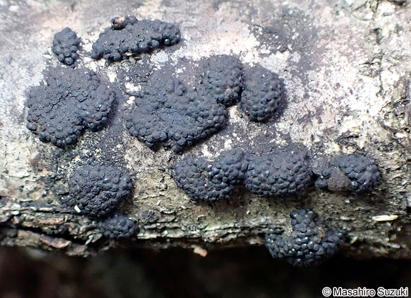 クロコブタケ Annulohypoxylon truncatum