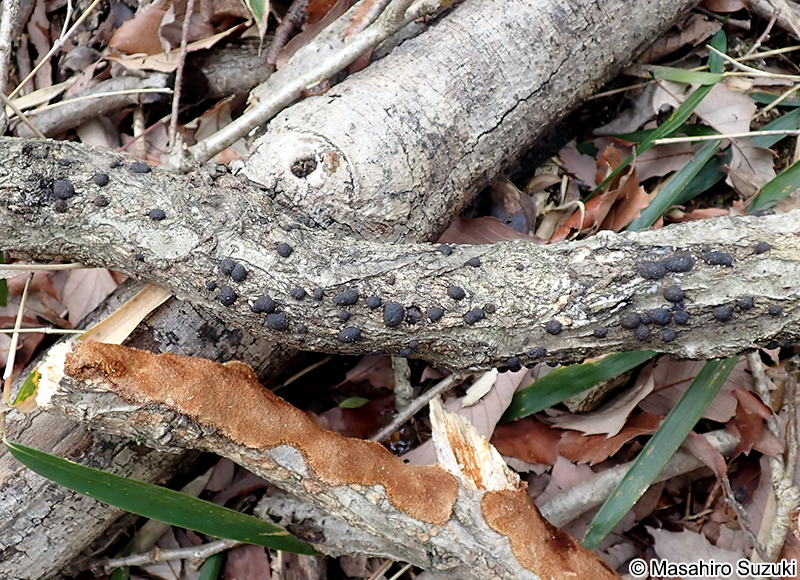 クロコブタケ Annulohypoxylon truncatum