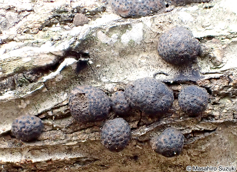 クロコブタケ Annulohypoxylon truncatum