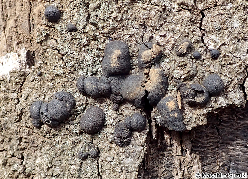 クロコブタケ Annulohypoxylon truncatum