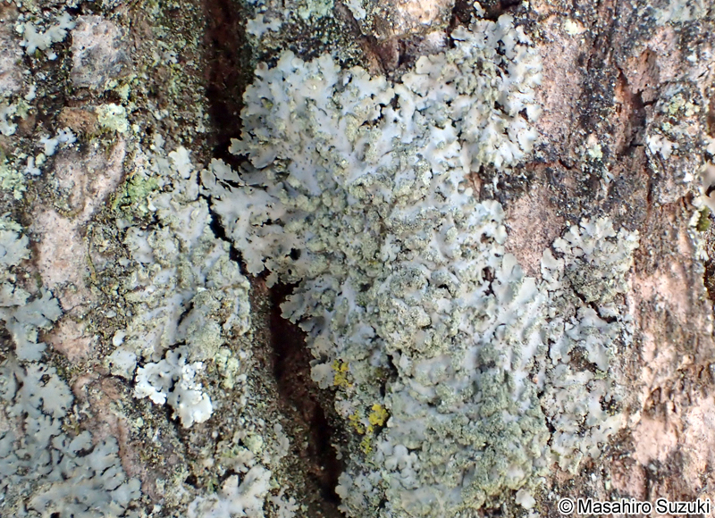 クロムカデゴケ Phaeophyscia limbata