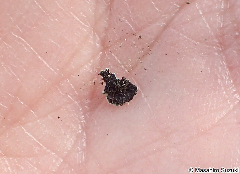 クロムカデゴケ Phaeophyscia limbata