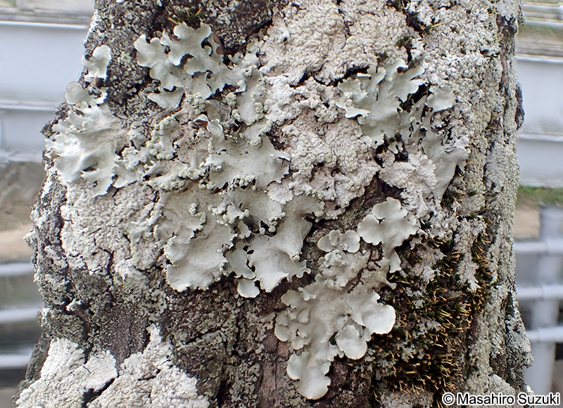 マツゲゴケ Rimelia clavulifera