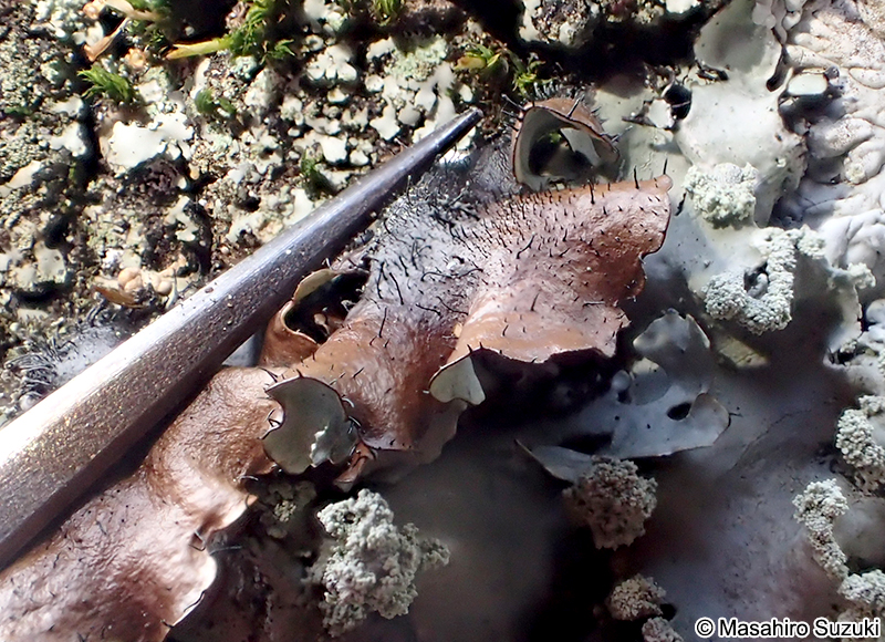 マツゲゴケ Rimelia clavulifera