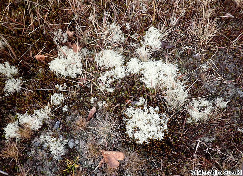 ミヤマハナゴケ Cladonia stellaris
