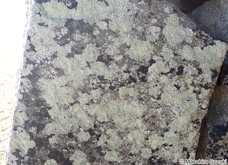 モエギトリハダゴケ Pertusaria flavicans