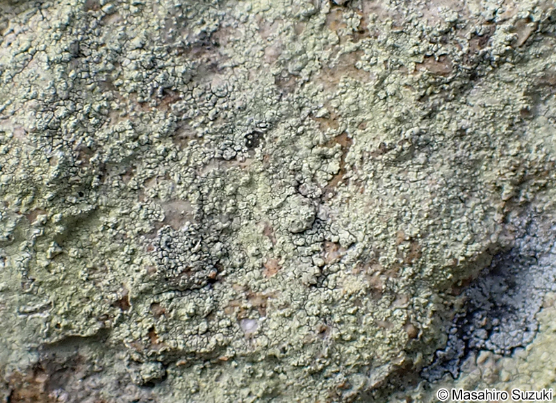 モエギトリハダゴケ Pertusaria flavicans