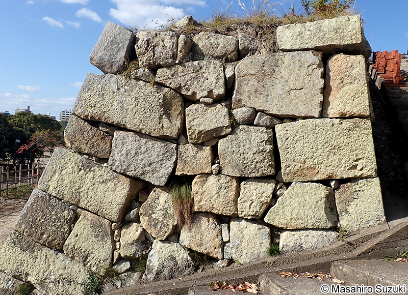 モエギトリハダゴケ Pertusaria flavicans