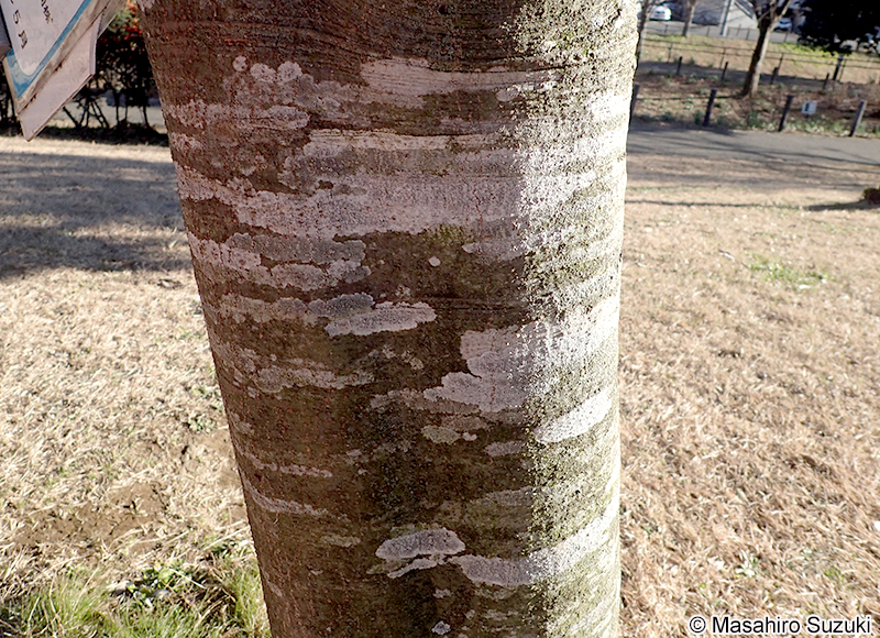 モジゴケ属 Graphis