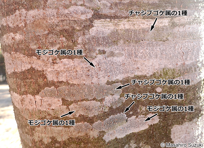 モジゴケ属 Graphis