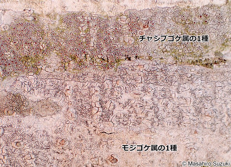 モジゴケ属 Graphis