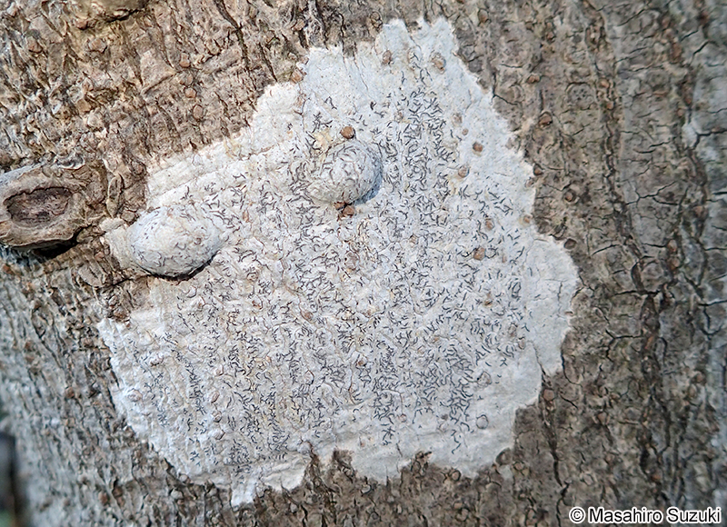 モジゴケ属 Graphis