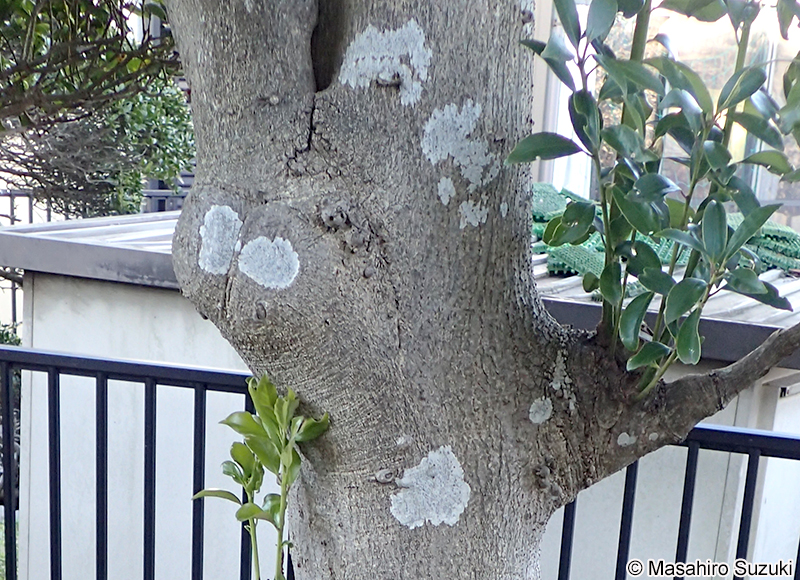 モジゴケ属 Graphis