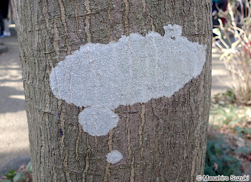 モジゴケ属 Graphis