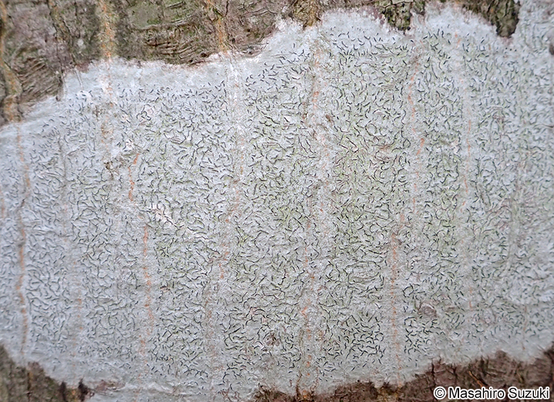 モジゴケ属 Graphis