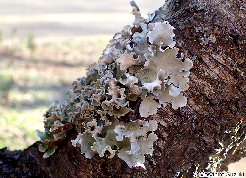 ナミガタウメノキゴケ Parmotrema austrosinense