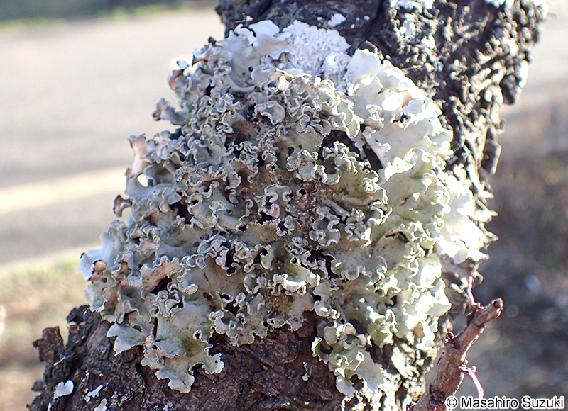 ナミガタウメノキゴケ Parmotrema austrosinense