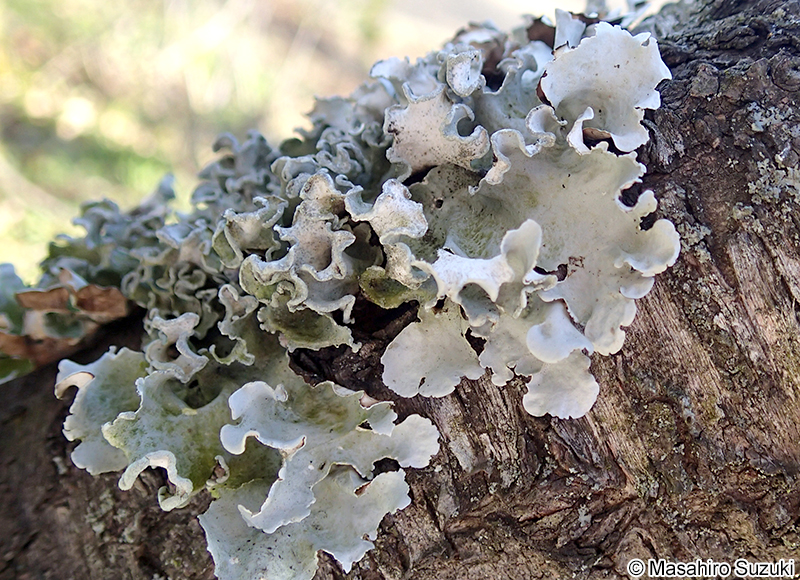 ナミガタウメノキゴケ Parmotrema austrosinense