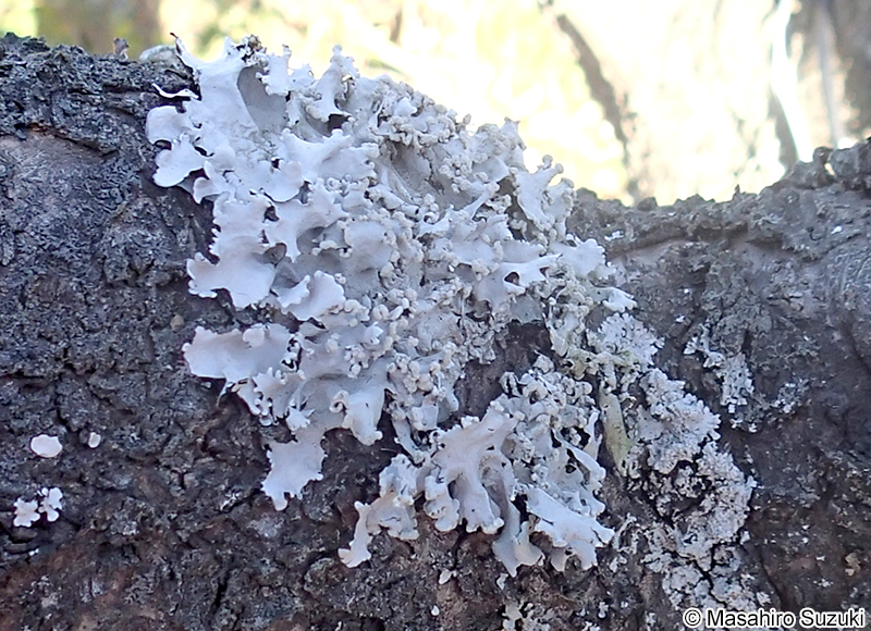 ナミガタウメノキゴケ Parmotrema austrosinense