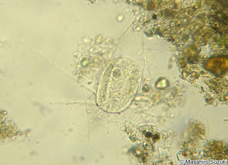 ヌクレアリア属 Nuclearia