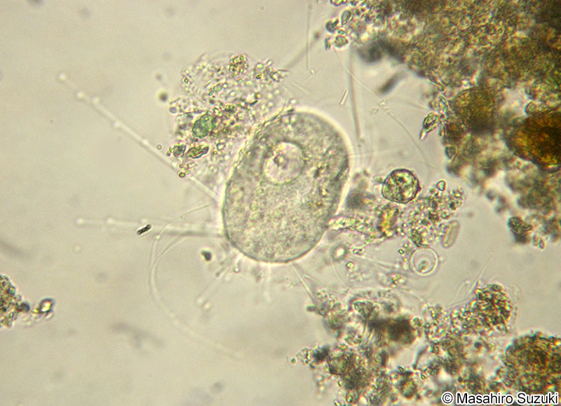 ヌクレアリア属 Nuclearia