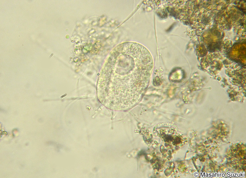ヌクレアリア属 Nuclearia