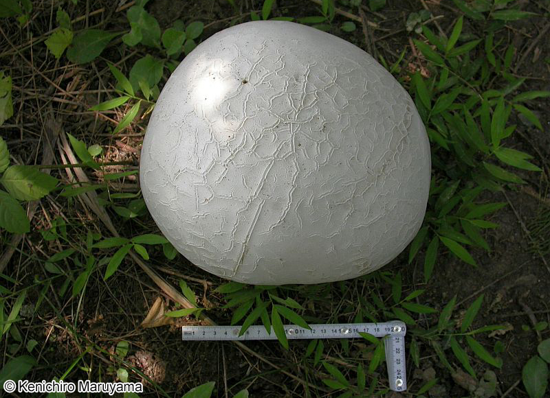 オニフスベ Calvatia nipponica