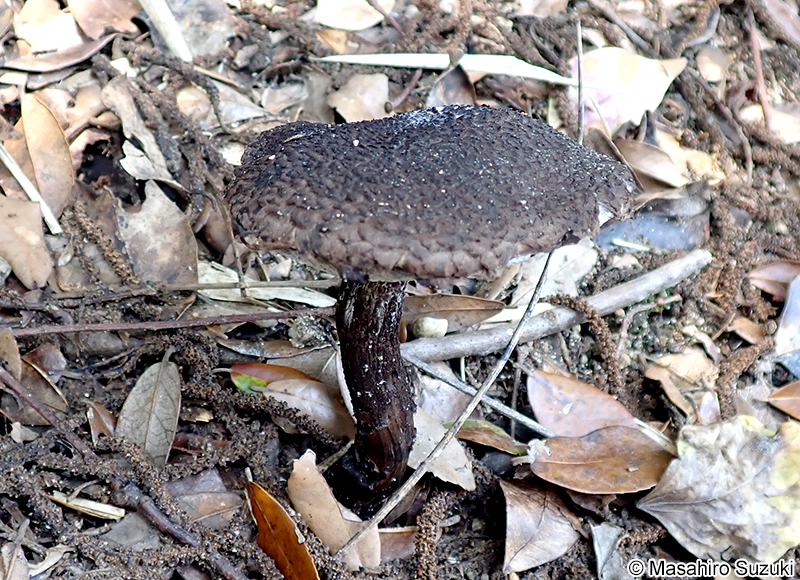 オニイグチ Strobilomyces strobilaceus