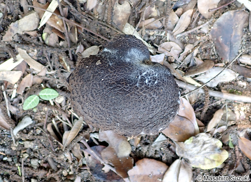 オニイグチ Strobilomyces strobilaceus