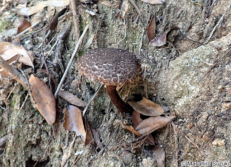 オニイグチ Strobilomyces strobilaceus