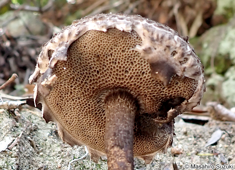 オニイグチ Strobilomyces strobilaceus