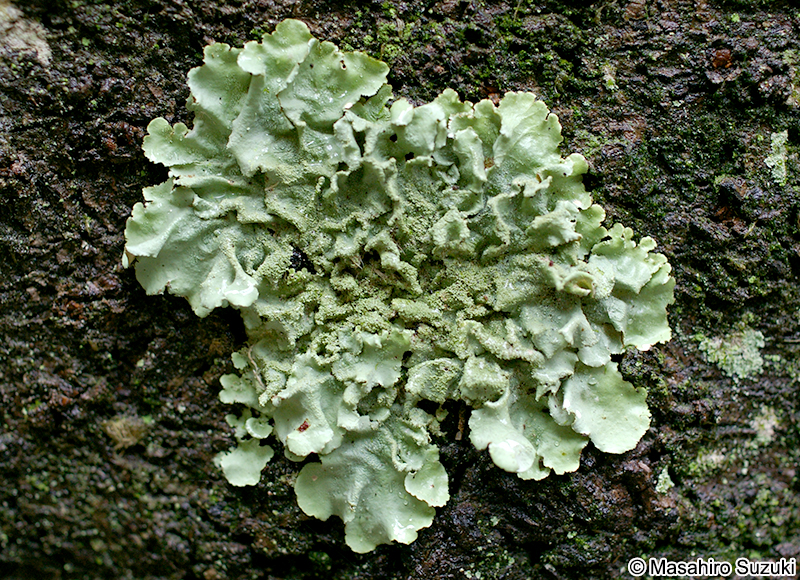 ウメノキゴケ科 Parmeliaceae