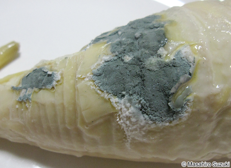 アオカビ属 Penicillium