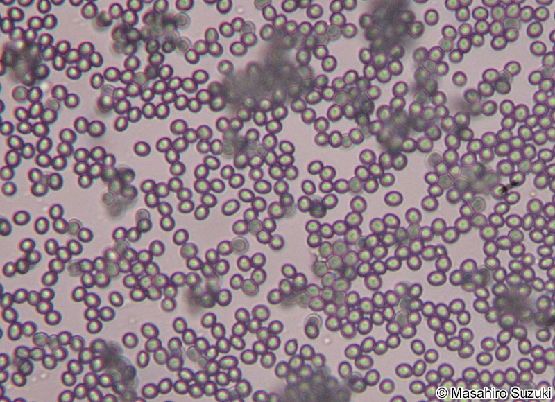 アオカビ属 Penicillium