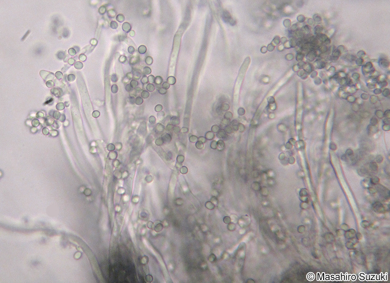 アオカビ属 Penicillium
