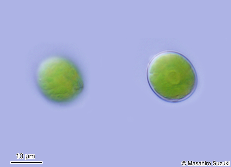 地衣類の共生藻