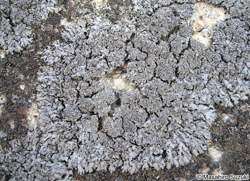 ムカデゴケ科 Physciaceae