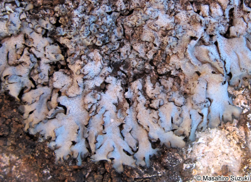 ムカデゴケ科 Physciaceae