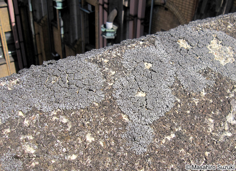 ムカデゴケ科 Physciaceae