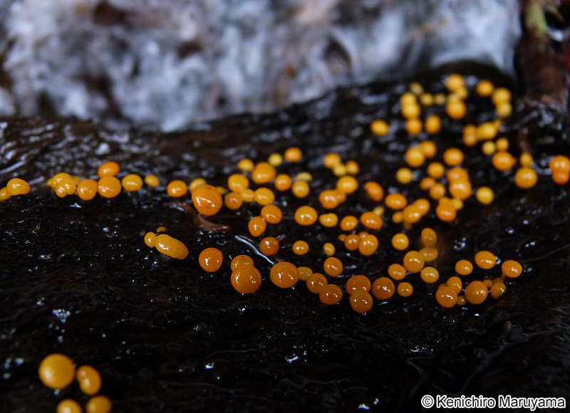 ピンタケ Vibrissea truncorum