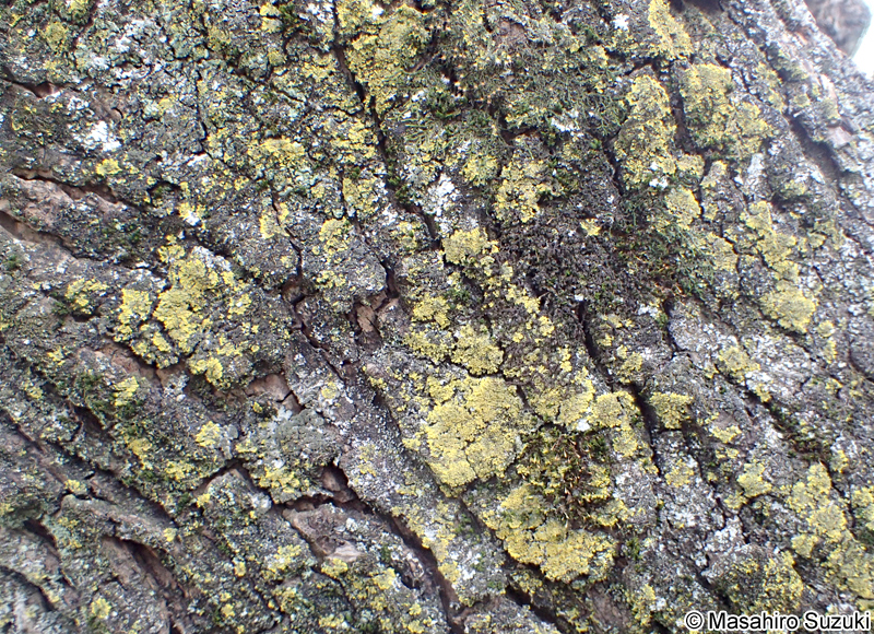 ロウソクゴケ Candelaria concolor