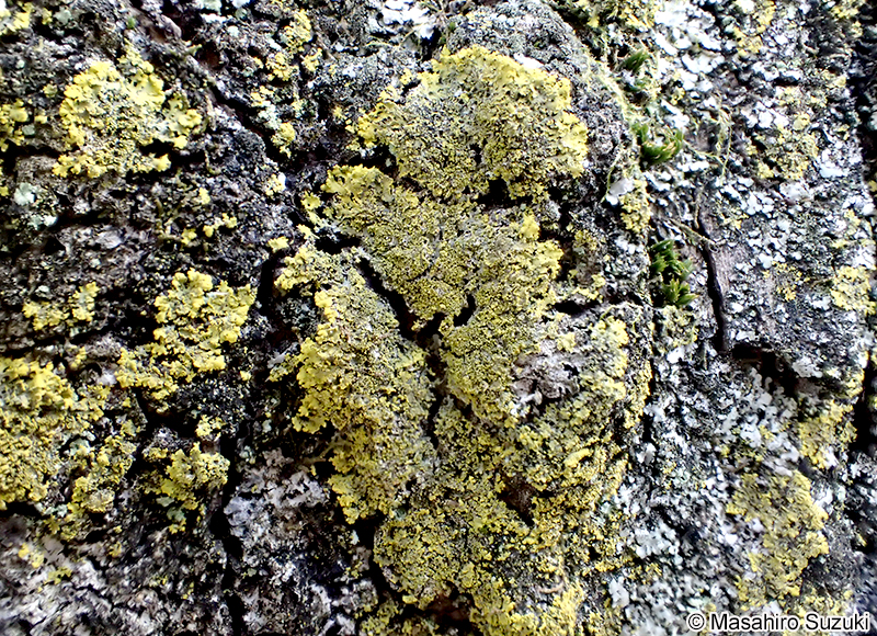 ロウソクゴケ Candelaria concolor