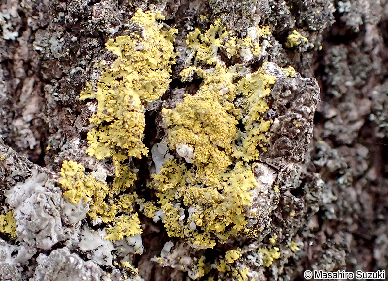 ロウソクゴケ Candelaria concolor